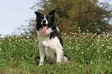 BORDER COLLIE 732